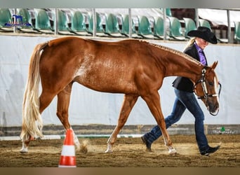 Praktikum Trainings- und Ausbildungsstall (Westernreiten) 