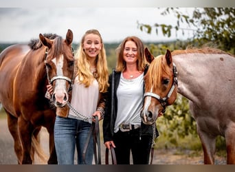 Praktikum Trainings- und Ausbildungsstall (Westernreiten) 