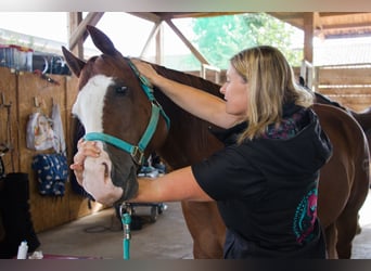 Praktikum Trainings- und Ausbildungsstall (Westernreiten) 