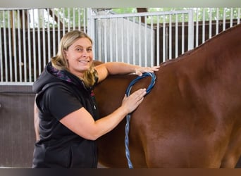 Praktikum Trainings- und Ausbildungsstall (Westernreiten) 
