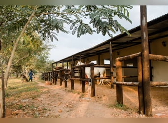 Reitlehrer*in / Pferdewirt*infür Reiterhof in Botswana in Dauerstellung