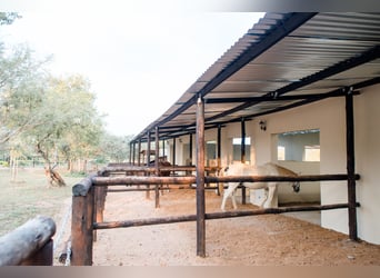 Reitlehrer*in / Pferdewirt*infür Reiterhof in Botswana in Dauerstellung