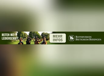 Auszubildende/n zum Pferdewirt/in - klassische Reitausbildung