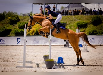 Young horses- training