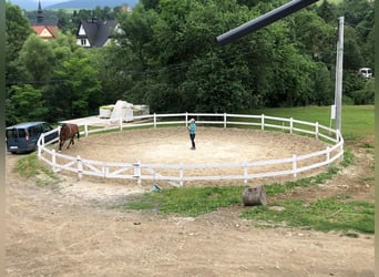Young horses- training