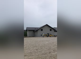 Young horses- training