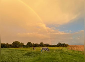 Ferien mit eigenem Pferd ,Hund und Familie