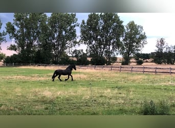 Ferien mit eigenem Pferd ,Hund und Familie