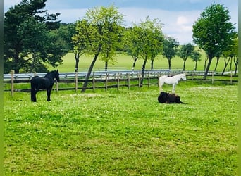 Ferien mit eigenem Pferd ,Hund und Familie