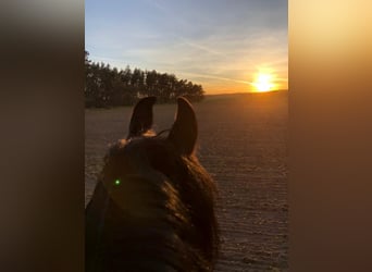 Ferien mit eigenem Pferd ,Hund und Familie