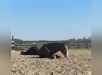 Ferien mit eigenem Pferd ,Hund und Familie
