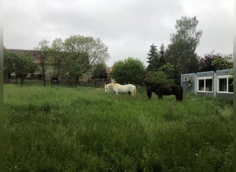 Ferien mit eigenem Pferd ,Hund und Familie