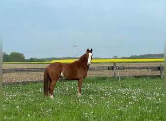 Ferien mit eigenem Pferd ,Hund und Familie