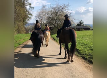 Ferienkurse Natural Horsemanship Sommer 2024