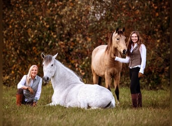 Pferdetrainerausbildung - Deine Reise zu einer tieferen Verbindung mit deinem Pferd!