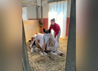 Reitunterricht/ Beritt/ Arbeit mit dem Pferd 