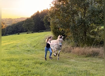 Unterricht in Bodenarbeit / Freiarbeit / Doppellonge / Horsemanship / Geländetraining / Gelassenheit