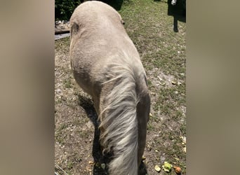 Classic Pony, Hengst, 1 Jahr, 110 cm, Rappe