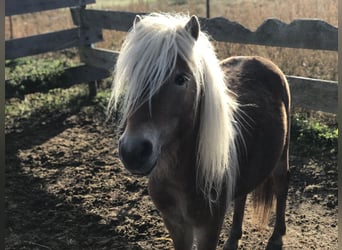 Klassisk ponny, Hingst, 5 år, 100 cm, fux