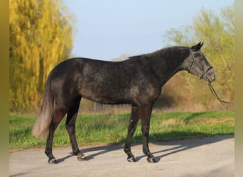Klassisk ponny, Sto, 6 år, 145 cm, Grå