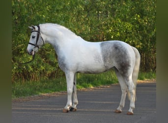 Klassisk ponny, Sto, 7 år, 144 cm, Grå