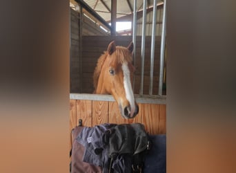 Klassisk ponny, Valack, 10 år, 132 cm, fux
