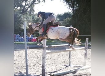 Klassisk ponny Blandning, Valack, 10 år, 138 cm, Overo-skäck-alla-färger