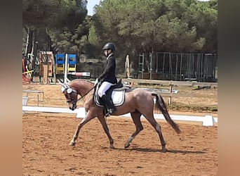 Klassisk ponny Blandning, Valack, 10 år, 138 cm, Overo-skäck-alla-färger