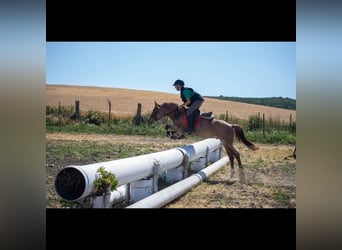 Klassisk ponny Blandning, Valack, 10 år, 138 cm, Overo-skäck-alla-färger