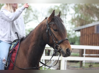 Klassisk ponny Blandning, Valack, 13 år, 141 cm, Brun