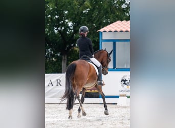 Klassisk ponny, Valack, 13 år, 148 cm, Mörkbrun