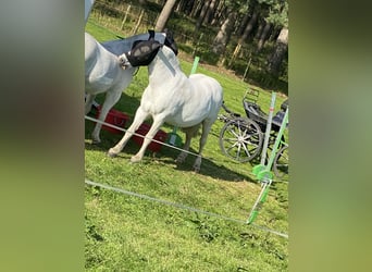 Klassisk ponny, Valack, 13 år, Grå