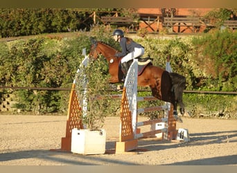 Klassisk ponny, Valack, 15 år, 146 cm, Rökfärgad svart