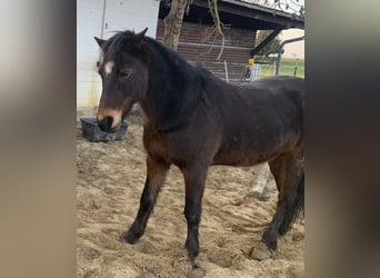 Klassisk ponny Blandning, Valack, 20 år, Mörkbrun