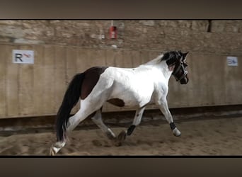 Klassisk ponny, Valack, 3 år, 138 cm, Tobiano-skäck-alla-färger