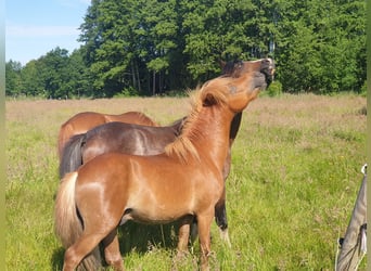 Klassisk ponny, Valack, 4 år, 115 cm, fux