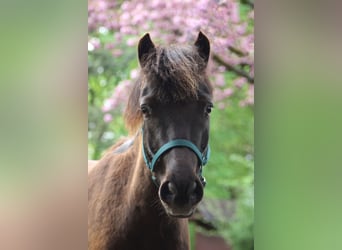 Klassisk ponny, Valack, 6 år, 111 cm, Rökfärgad svart