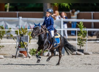 Klassisk ponny Blandning, Valack, 8 år, 105 cm, Mörkbrun