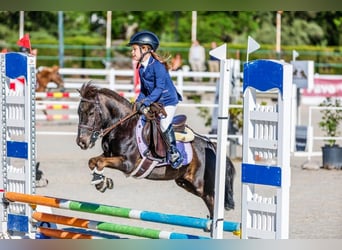 Classic Pony Blandning, Wallach, 8 Jahre, 105 cm, Dunkelbrauner