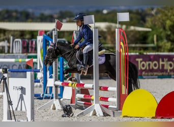 Classic Pony Blandning, Wallach, 8 Jahre, 105 cm, Dunkelbrauner