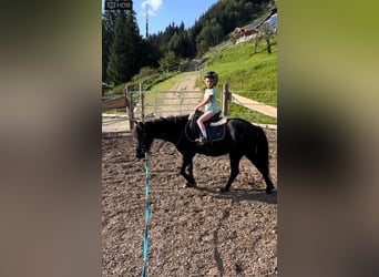 Klassisk ponny Blandning, Valack, 8 år, 115 cm, Svart