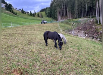 Klassisk ponny Blandning, Valack, 8 år, 115 cm, Svart