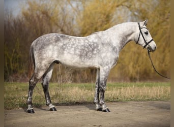 Klassisk ponny, Valack, 8 år, 148 cm, Gråskimmel