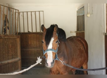 Klassisk ponny Blandning, Valack, 9 år, 125 cm, Ljusbrun