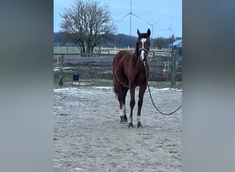 Klein Duits rijpaard, Hengst, 1 Jaar, 134 cm, Bruin