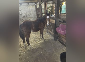 Klein Duits rijpaard, Hengst, 1 Jaar, 140 cm, Bruin