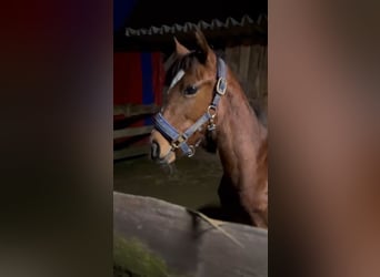 Klein Duits rijpaard, Hengst, 1 Jaar, 140 cm, Bruin