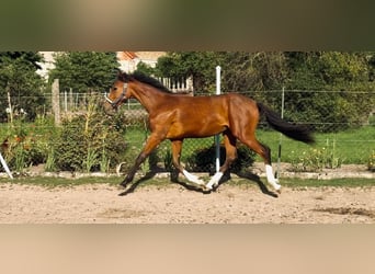 Klein Duits rijpaard, Hengst, 1 Jaar, 155 cm