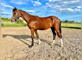 Klein Duits rijpaard, Hengst, 1 Jaar, 155 cm