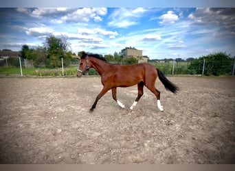Klein Duits rijpaard, Hengst, 1 Jaar, 155 cm